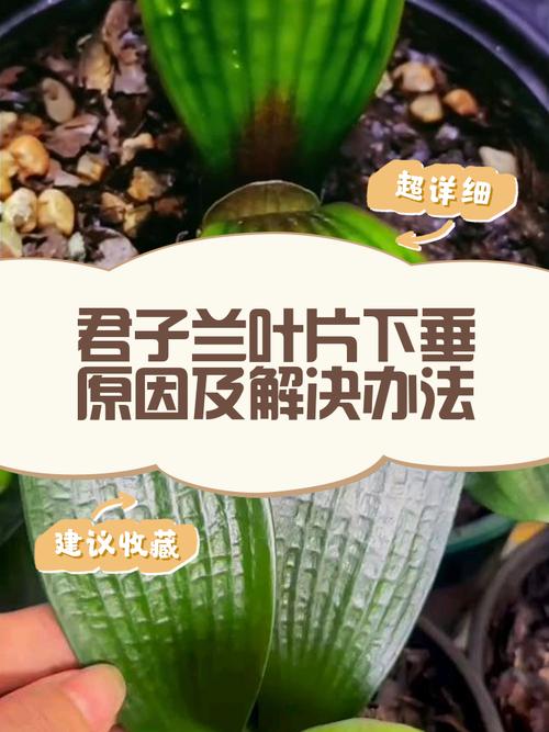 君子兰叶子发软怎么回事，叶子发软下垂能剪掉吗，君子兰叶片发软下垂还能好吗-第3张图片-优品飞百科