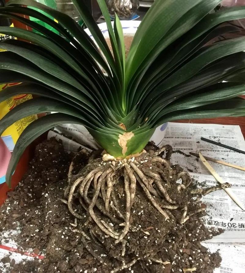 君子兰叶子发软怎么回事，叶子发软下垂能剪掉吗，君子兰叶片发软下垂还能好吗-第4张图片-优品飞百科