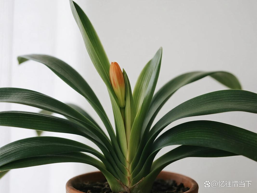 君子兰叶子发软怎么回事，叶子发软下垂能剪掉吗，君子兰叶片发软下垂还能好吗-第5张图片-优品飞百科