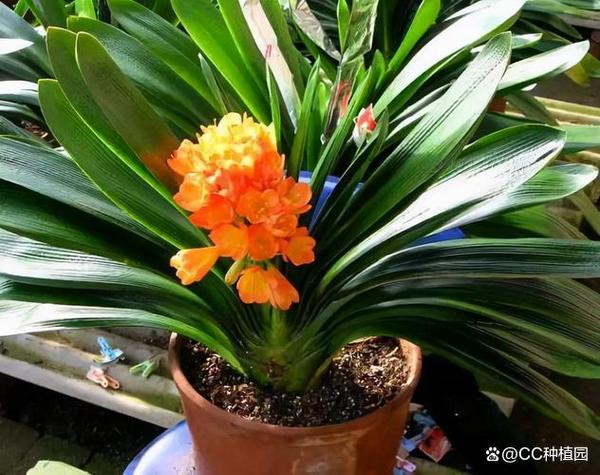 君子兰叶子发软怎么回事，叶子发软下垂能剪掉吗，君子兰叶片发软下垂还能好吗-第6张图片-优品飞百科