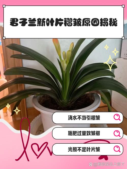 君子兰叶子发软怎么回事，叶子发软下垂能剪掉吗，君子兰叶片发软下垂还能好吗-第7张图片-优品飞百科