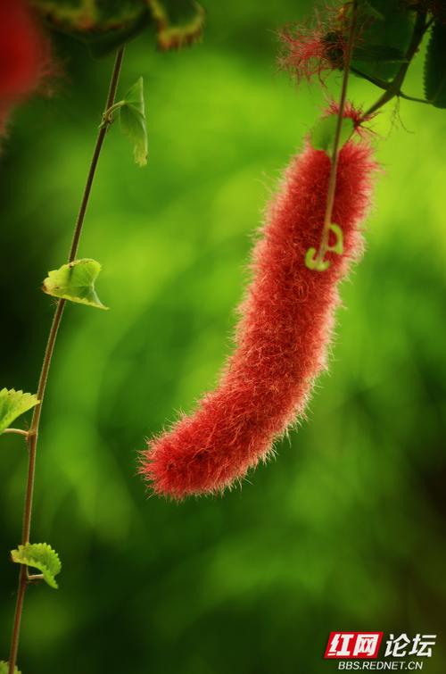 狗尾红的功效和作用,红色狗尾草有毒吗?-第2张图片-优品飞百科 狗尾红的功效和作用,红色狗尾草有毒吗?-第2张图片-优品飞百科
