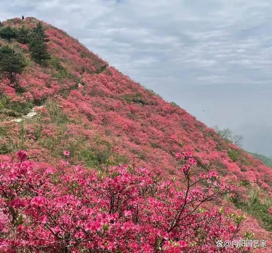 锦绣杜鹃的功效与作用，锦绣杜鹃的功效与作用图片？-第1张图片-优品飞百科