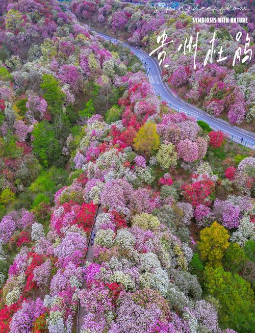 锦绣杜鹃的功效与作用，锦绣杜鹃的功效与作用图片？-第2张图片-优品飞百科