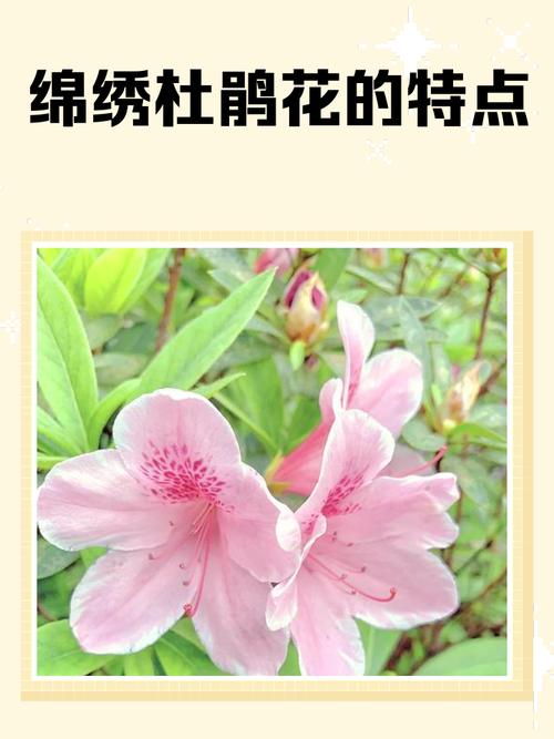 锦绣杜鹃的功效与作用，锦绣杜鹃的功效与作用图片？-第3张图片-优品飞百科