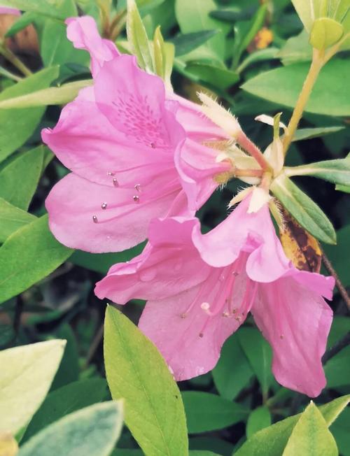 锦绣杜鹃的功效与作用，锦绣杜鹃的功效与作用图片？-第5张图片-优品飞百科