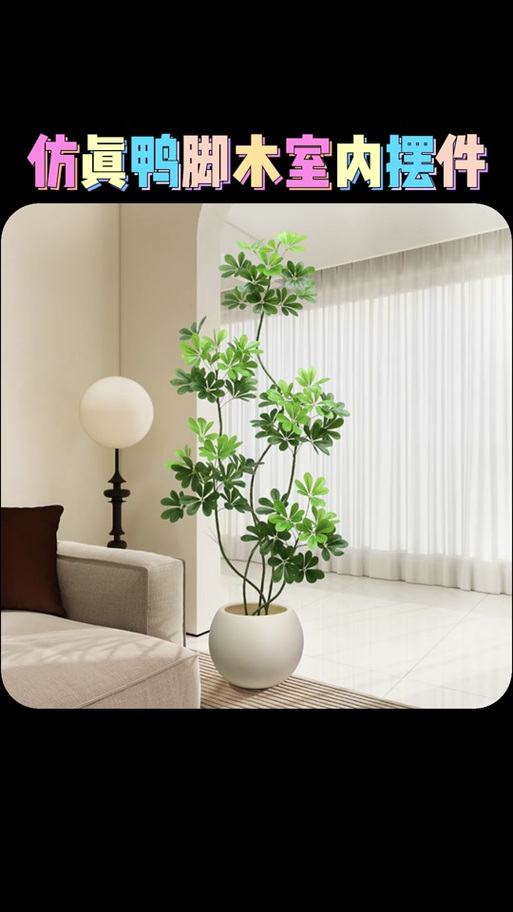 鸭脚木有毒吗，鸭脚木有毒吗 适合在室内养吗-第3张图片-优品飞百科