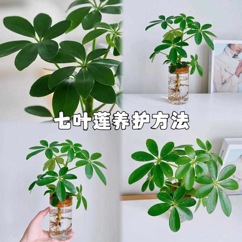 鸭脚木有毒吗，鸭脚木有毒吗 适合在室内养吗-第4张图片-优品飞百科