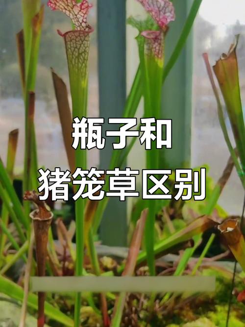 瓶子草和猪笼草的区别，瓶子草和猪笼草的捕虫形态？-第1张图片-优品飞百科
