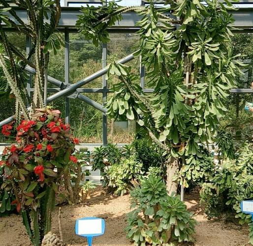 仙人掌真的能吸收辐射吗？仙人掌可不可以吸收辐射？-第2张图片-优品飞百科