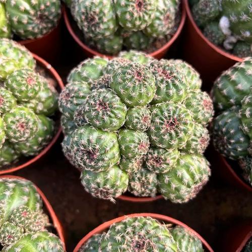 仙人掌真的能吸收辐射吗？仙人掌可不可以吸收辐射？-第4张图片-优品飞百科