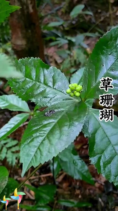 珊瑚草的医疗作用，珊瑚草的医疗作用是什么-第1张图片-优品飞百科