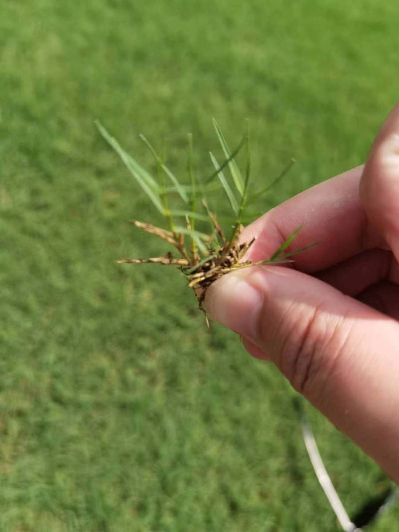 珊瑚草的医疗作用，珊瑚草的医疗作用是什么-第4张图片-优品飞百科