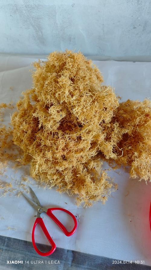 珊瑚草的医疗作用，珊瑚草的医疗作用是什么-第5张图片-优品飞百科