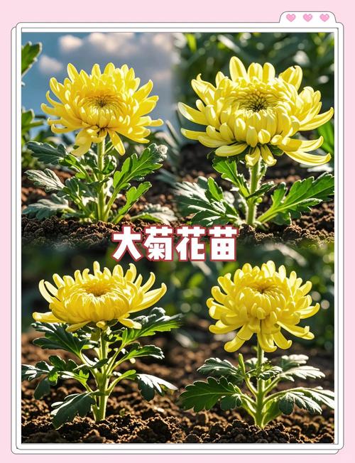 菊花的开花时间，不开花怎么办？菊花开不开花是怎么回事？