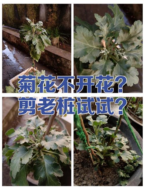 菊花的开花时间，不开花怎么办？菊花开不开花是怎么回事？-第2张图片-优品飞百科