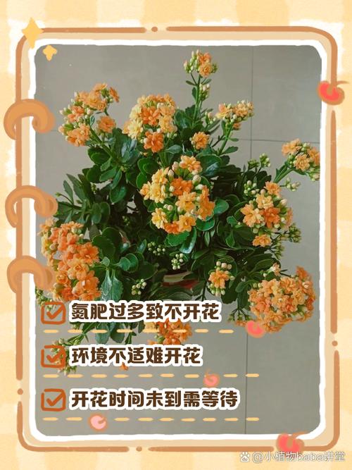 菊花的开花时间，不开花怎么办？菊花开不开花是怎么回事？-第3张图片-优品飞百科