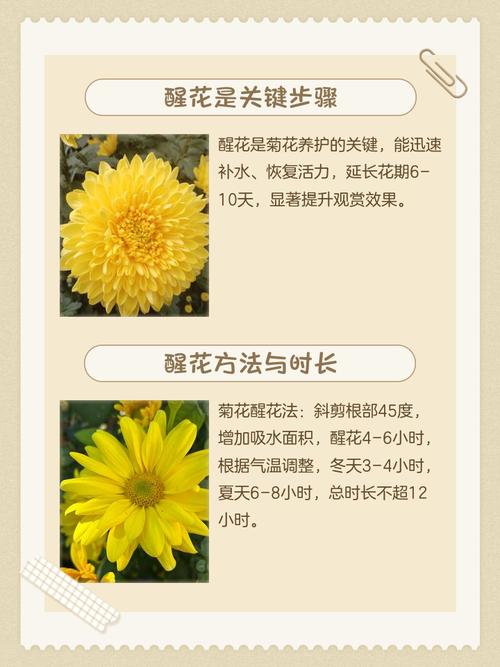 菊花的开花时间，不开花怎么办？菊花开不开花是怎么回事？-第4张图片-优品飞百科