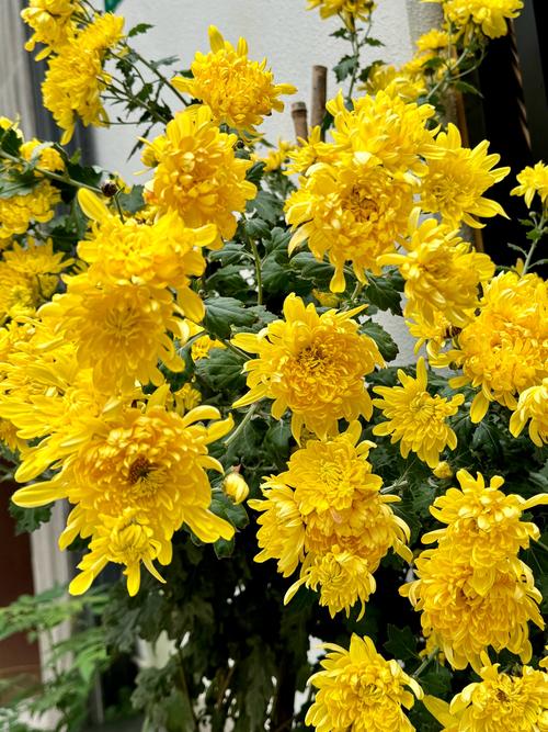 菊花的开花时间，不开花怎么办？菊花开不开花是怎么回事？-第5张图片-优品飞百科