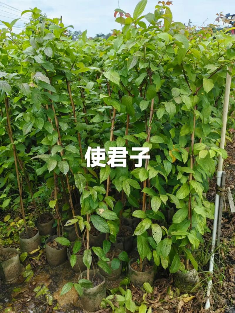 使君子有毒吗?使君子有毒吗 本草纲目?-第2张图片-优品飞百科 使君子有毒吗?使君子有毒吗 本草纲目?-第2张图片-优品飞百科