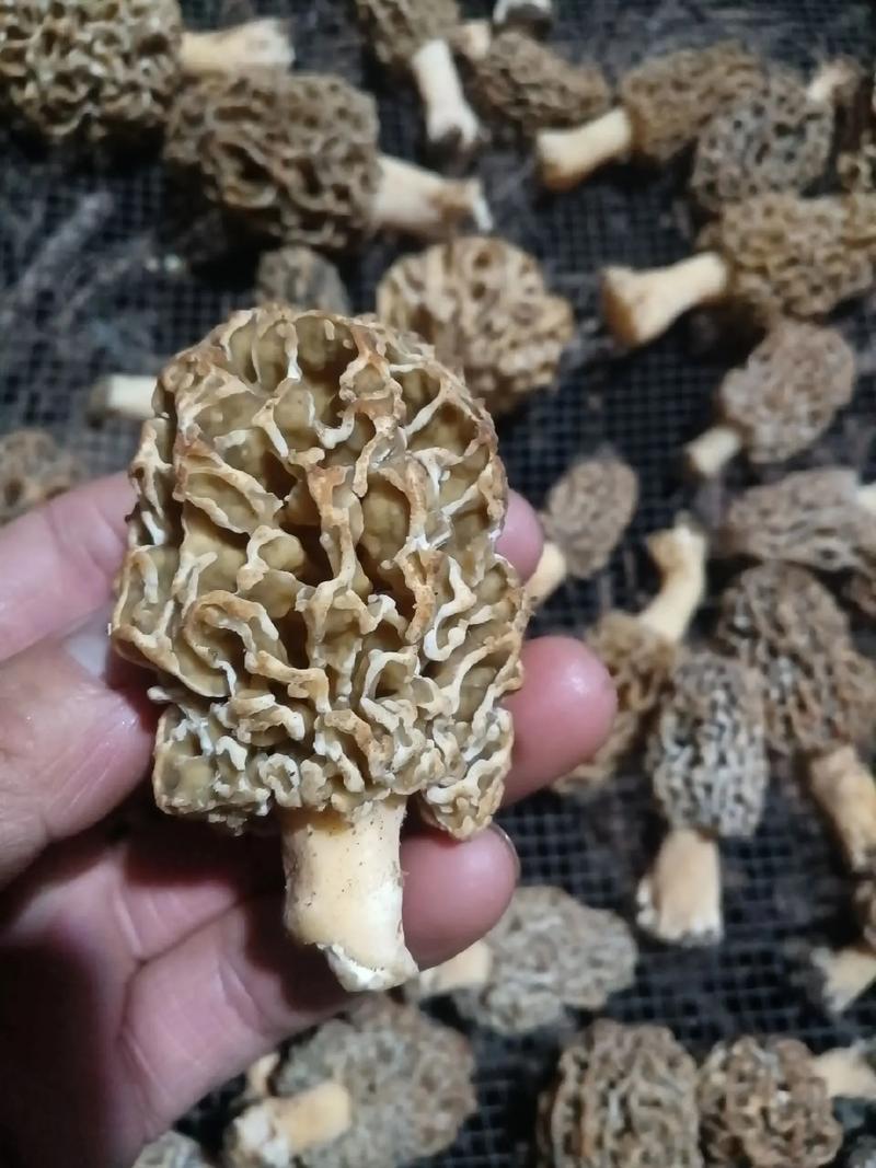 使君子有毒吗?使君子有毒吗 本草纲目?-第3张图片-优品飞百科 使君子有毒吗?使君子有毒吗 本草纲目?-第3张图片-优品飞百科