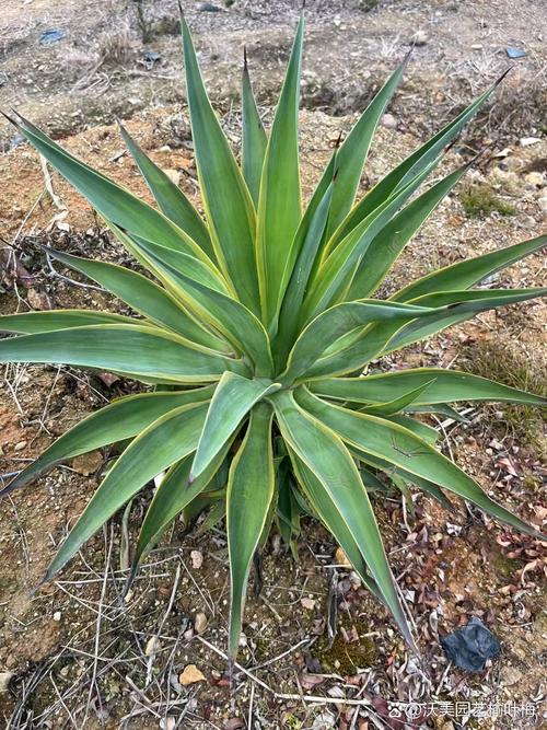 龙舌兰的风水学应用，龙舌兰摆放位置-第1张图片-优品飞百科