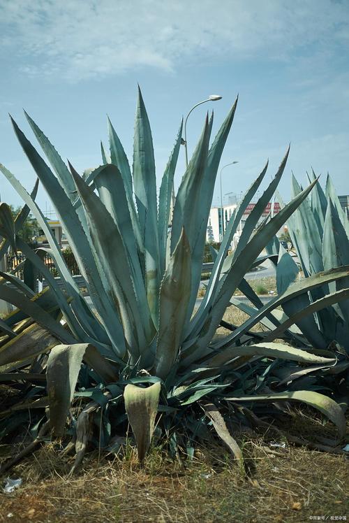 龙舌兰的风水学应用，龙舌兰摆放位置-第2张图片-优品飞百科