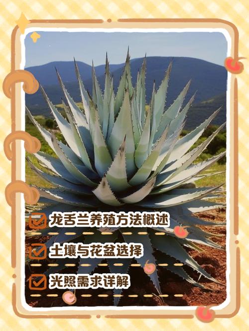 龙舌兰的风水学应用，龙舌兰摆放位置-第3张图片-优品飞百科