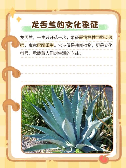 龙舌兰的风水学应用，龙舌兰摆放位置-第4张图片-优品飞百科