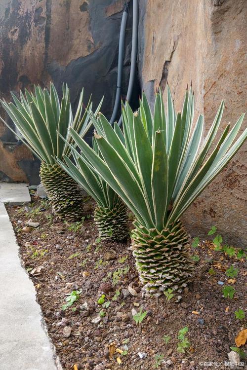 龙舌兰的风水学应用，龙舌兰摆放位置-第5张图片-优品飞百科