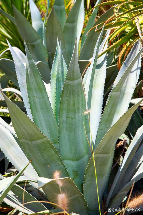 龙舌兰的风水学应用，龙舌兰摆放位置-第6张图片-优品飞百科