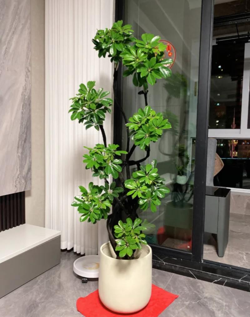 这8种花，夏天泡水喝，连药钱都省了！，适合泡水喝的花？-第2张图片-优品飞百科