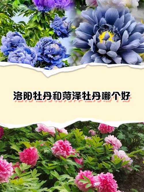 亳州天气预报十五天，亳州最新天气十五天？-第7张图片-优品飞百科