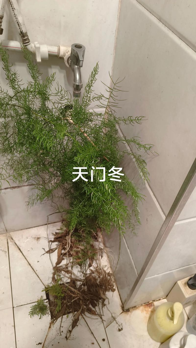 天门冬可以摆放在哪里，天门冬可以放室内吗-第1张图片-优品飞百科