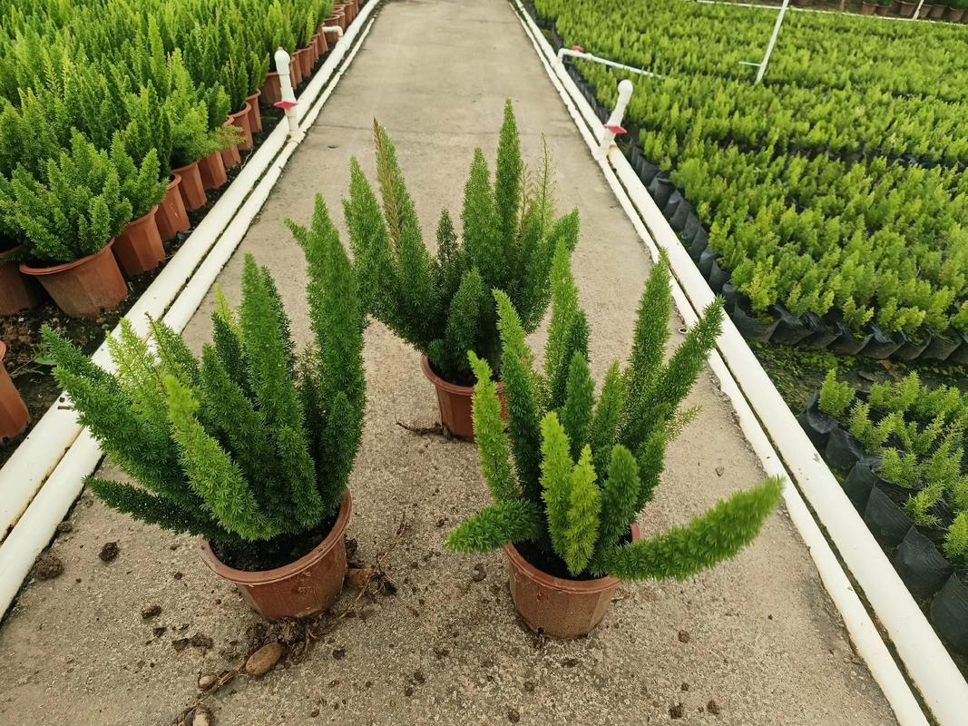 天门冬可以摆放在哪里，天门冬可以放室内吗-第2张图片-优品飞百科