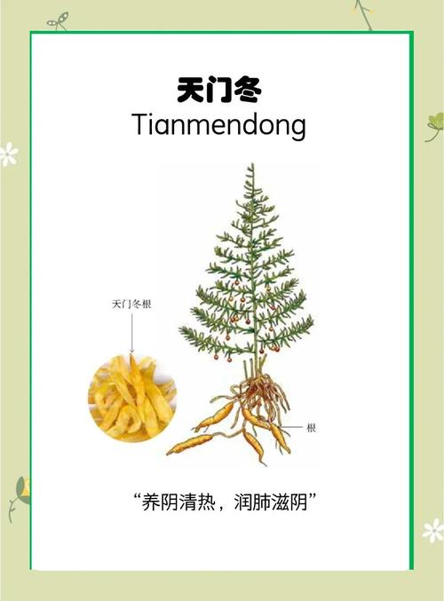 天门冬可以摆放在哪里，天门冬可以放室内吗-第4张图片-优品飞百科