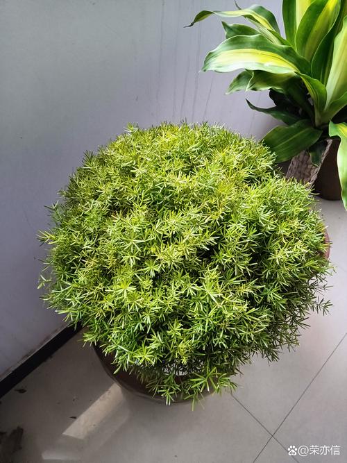 天门冬可以摆放在哪里，天门冬可以放室内吗-第5张图片-优品飞百科