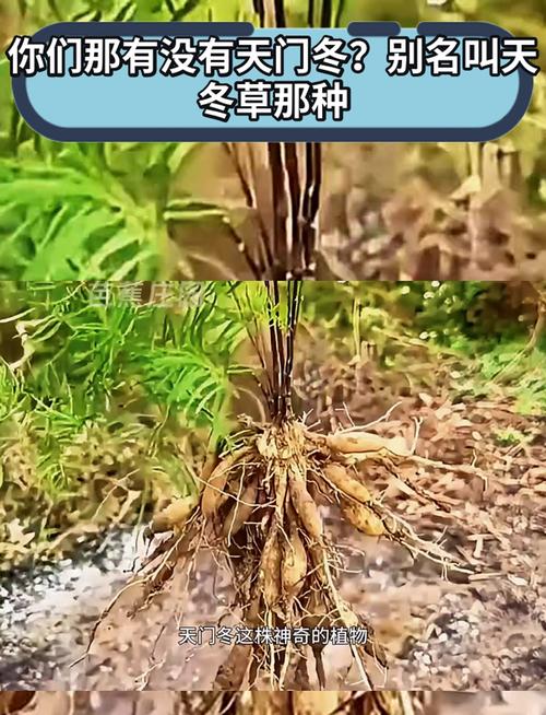 天门冬可以摆放在哪里，天门冬可以放室内吗-第6张图片-优品飞百科