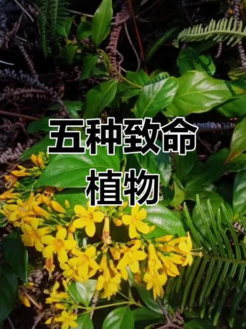 家里这些花，千万别让孩子误食？哪些花放在家里有毒？