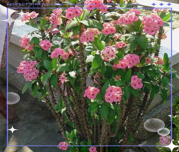 家里这些花,千万别让孩子误食?哪些花放在家里有毒?-第2张图片-优品飞百科 家里这些花,千万别让孩子误食?哪些花放在家里有毒?-第2张图片-优品飞百科