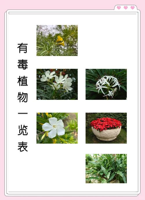 家里这些花,千万别让孩子误食?哪些花放在家里有毒?-第3张图片-优品飞百科 家里这些花,千万别让孩子误食?哪些花放在家里有毒?-第3张图片-优品飞百科