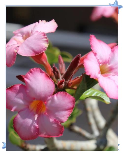 家里这些花,千万别让孩子误食?哪些花放在家里有毒?-第4张图片-优品飞百科 家里这些花,千万别让孩子误食?哪些花放在家里有毒?-第4张图片-优品飞百科