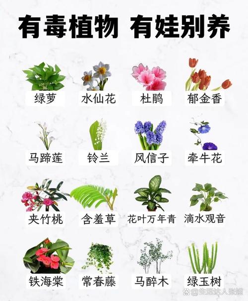 家里这些花,千万别让孩子误食?哪些花放在家里有毒?-第6张图片-优品飞百科 家里这些花,千万别让孩子误食?哪些花放在家里有毒?-第6张图片-优品飞百科