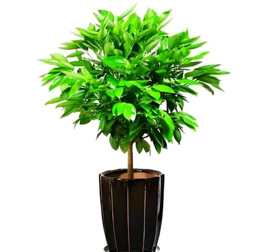 平安树适合在室内养吗，平安树最旺的属相-第1张图片-优品飞百科