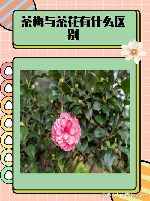 茶梅和茶花的区别,哪个更容易养,茶梅和茶花的区别,哪个更容易养活?-第1张图片-优品飞百科 茶梅和茶花的区别,哪个更容易养,茶梅和茶花的区别,哪个更容易养活?-第1张图片-优品飞百科