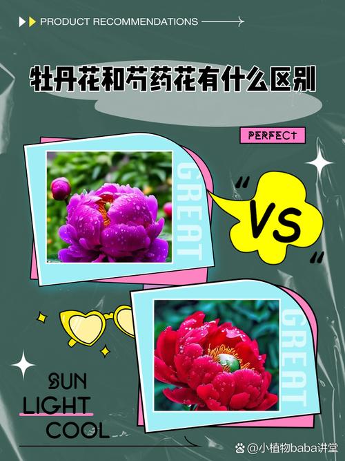 芍药和牡丹的区别，牡丹图片，芍药和牡丹什么区别-第1张图片-优品飞百科