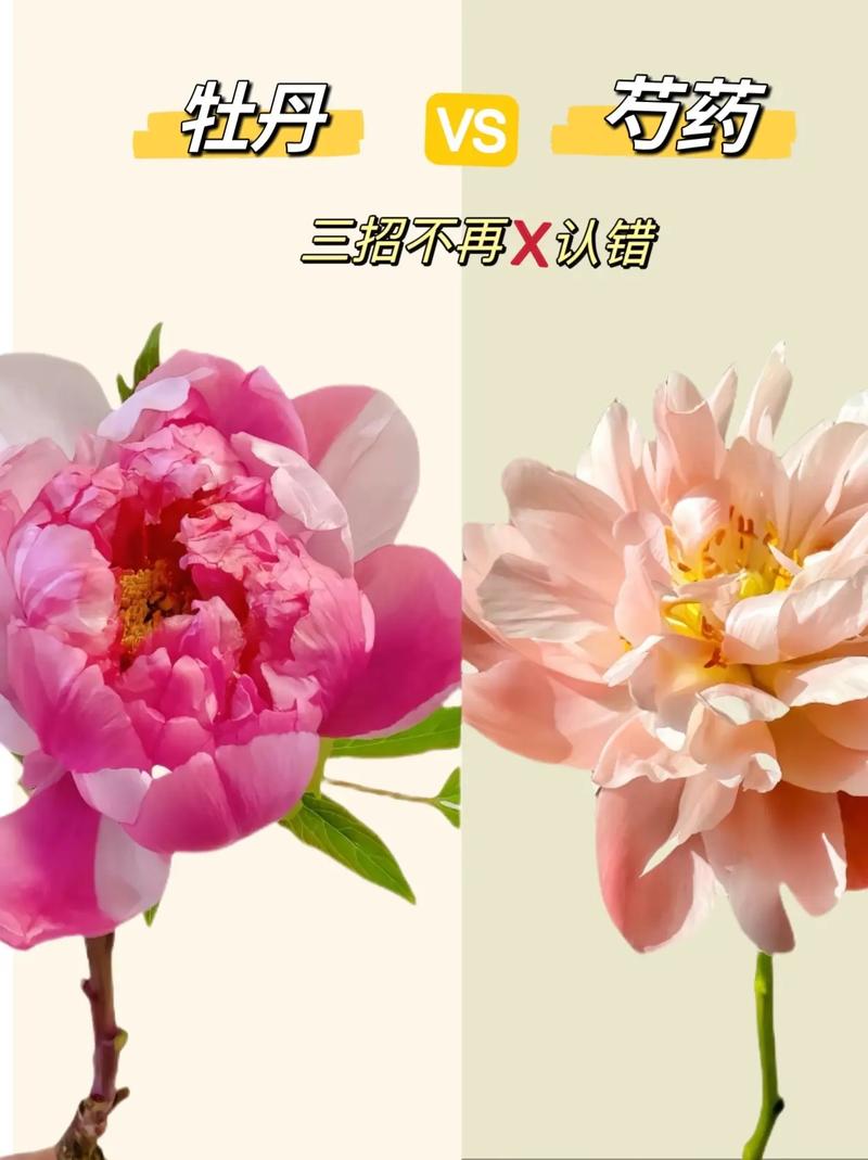 芍药和牡丹的区别，牡丹图片，芍药和牡丹什么区别-第2张图片-优品飞百科