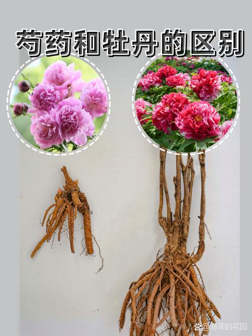 芍药和牡丹的区别，牡丹图片，芍药和牡丹什么区别-第4张图片-优品飞百科