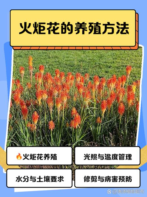 火炬花有毒吗，可以家养吗，火炬花好养吗