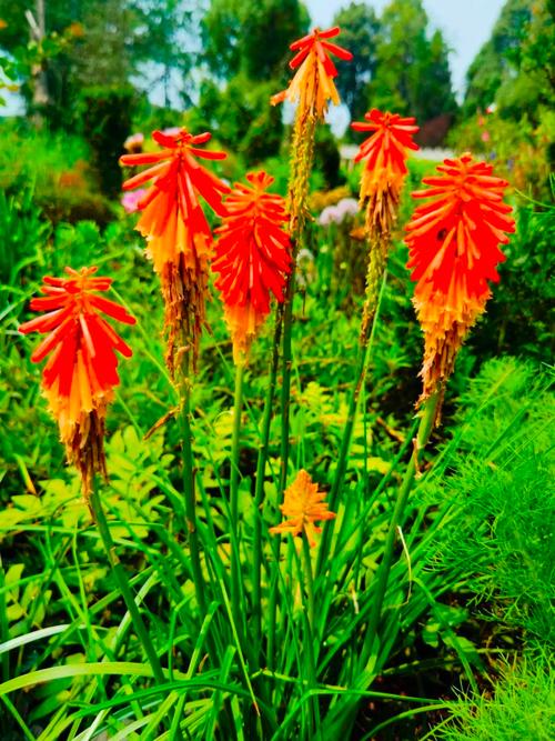 火炬花有毒吗，可以家养吗，火炬花好养吗-第2张图片-优品飞百科